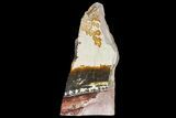 Dendrites On Limestone - Utah #169428-1